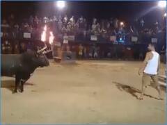 सांड की सींग पर मशाल जलाकर करतब दिखा रहा शख्स, अगले ही पल मिली जोरदार सजा
