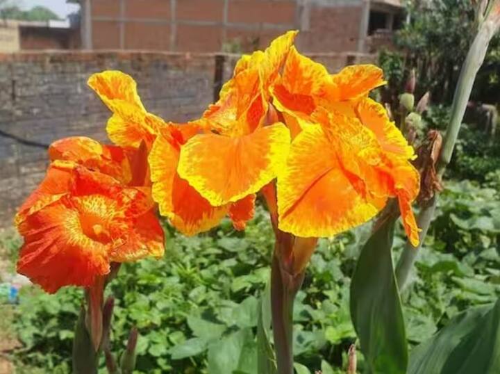 વૈજયંતી - વૈજયંતીનાં ફૂલ ખૂબ જ ભાગ્યશાળી માનવામાં આવે છે. શ્રી કૃષ્ણ હંમેશા વૈજયંતી ફૂલોના બીજથી બનેલી માળા પહેરે છે. એવું માનવામાં આવે છે કે ફૂલેરા દુજ પર શ્રી કૃષ્ણને વૈજયંતીનાં ફૂલ ચઢાવવાથી આર્થિક લાભ થાય છે. પૈસાની ક્યારેય કમી નથી હોતી. આ સાથે ગ્રહોની અશુભ અસર પણ ખતમ થઈ જાય છે.