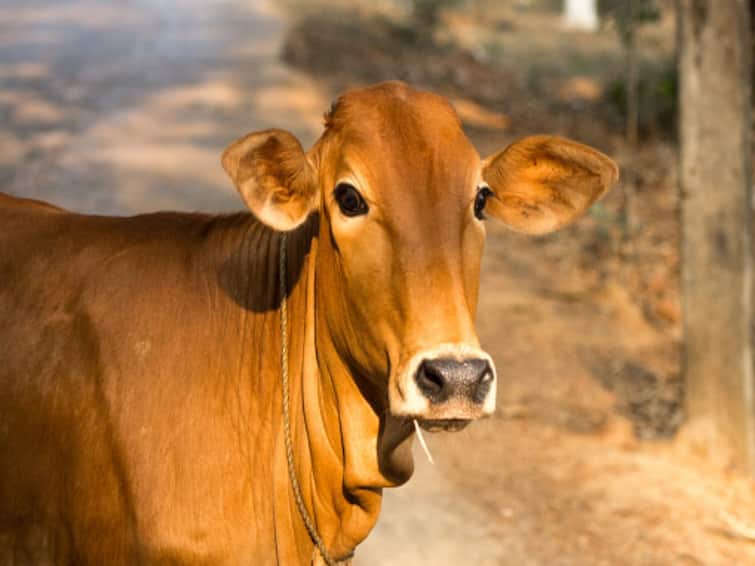 Agriculture News, cow milk benefit, cow, Cow farming in india Cow Shoot : 10 ગાયો સાથે આચરવામાં આવશે ભયાનક ક્રુરતા, બંદુકની ગોળીએ ઠાર મરાશે