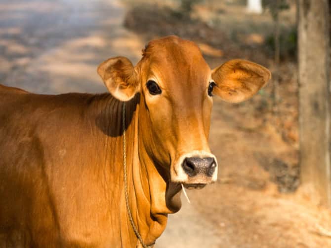 Celebrate February 14 As 'Cow Hug' Day, Urges Animal Welfare Board