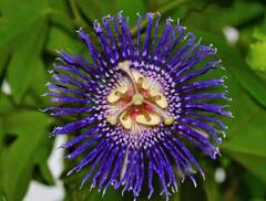 Phulera Dooj 2023: ફૂલેરા બીજ પર આ 6 ફૂલોથી કરો પૂજા, ભગવાન શ્રીકૃષ્ણની થશે કૃપા