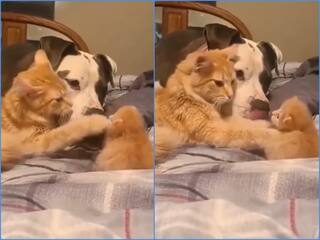 Video: पालतू कुत्ते से अपने बच्चे को मिलवाते नजर आई छोटी सी बिल्ली, दिल जीत रहा वीडियो