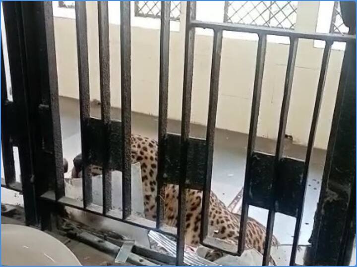 Leopard entered and attacked in a court in Ghaziabad Video: कोर्ट परिसर में दिन दहाड़े घुसा तेंदुआ, मचा हडकंप