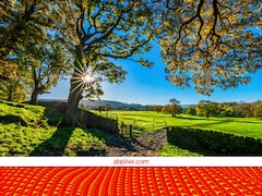 गांव की शुद्ध हवा खाने के लिए 2,500 रुपये प्रति घंटा का खर्च कर रहे लोग, किसान को हो रही जबरदस्त कमाई