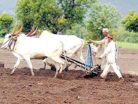 Rabi crop : 720 लाख हेक्टर क्षेत्रावर रब्बी पिकांची पेरणी