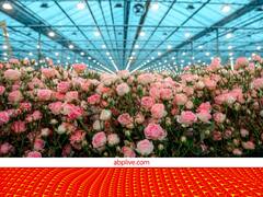 वेलेंटाइन डे पर किसानों की भी बल्ले-बल्ले....4 गुना तक बढ़ी गुलों की कीमत, खूब मुनाफा दे रहा ये व्यापार