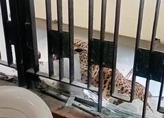 Ghaziabad: गाझियाबाद कोर्टात बिबट्या शिरला, सहा जणांवर हल्ला