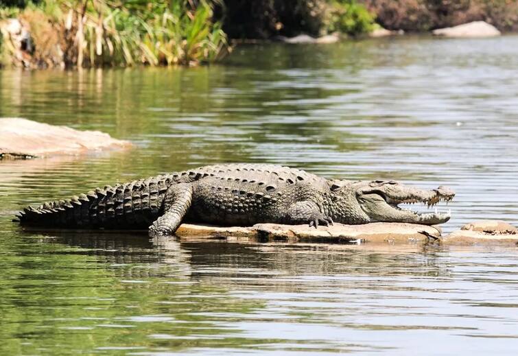 A crocodile park will be built in Vishwamitri river in Vadodara વડોદરાવાસીઓને મગરની સમસ્યાથી મળશે છૂટકારો, નદીમાં બનશે મગરનો પાર્ક