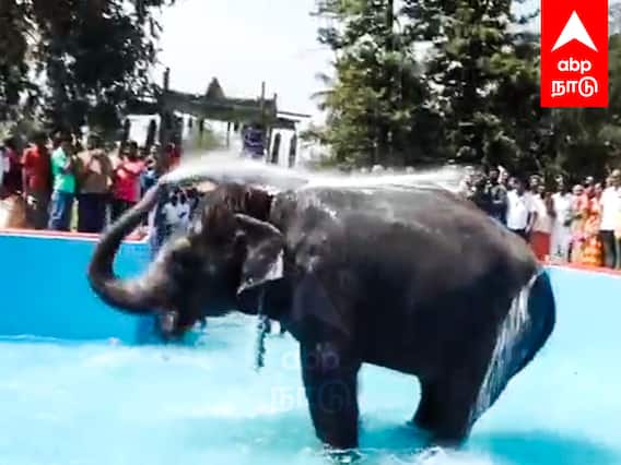 Swimming pool for elephant : ரூ.60 லட்சம் செலவில் நீச்சல் குளம்.. உற்சாக குளியல் போட்ட கல்யாணி யானை.