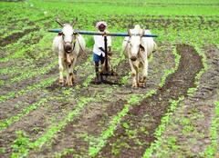 Rabi crop : रब्बी पिकांच्या पेरणीत मोठी वाढ