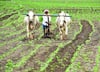 Rabi crop : रब्बी पिकांच्या पेरणीत मोठी वाढ