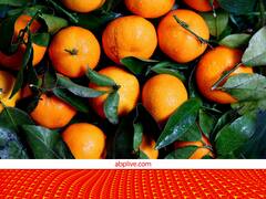 पूरी दुनिया में पसंद की जा रही संतरा की 5 वैरायटी, सरकार से मिल चुका है जीआई टैग, जानें खूबियां