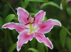 Phulera Dooj 2023: ફૂલેરા બીજ પર આ 6 ફૂલોથી કરો પૂજા, ભગવાન શ્રીકૃષ્ણની થશે કૃપા