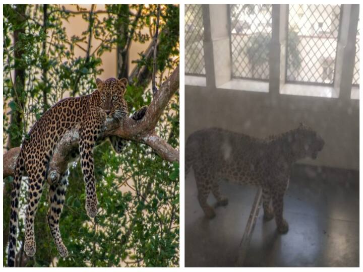 Leopard Attack in Ghaziabad Court Complex Several Injured Caught on camera - Watch Video Watch Video: பதைபதைக்க வைத்த காட்சிகள்.. நீதிமன்றத்திற்குள் புகுந்த சிறுத்தை.. கம்பெடுத்து தாக்கிய வழக்கறிஞர்கள்..! அடுத்து நடந்தது என்ன?