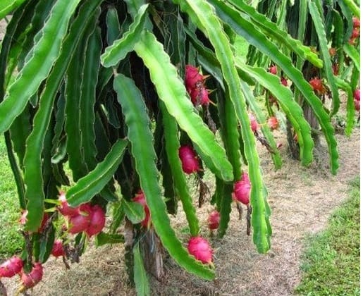 Agriculture : Earns 5 lakhs profit Annually by doing mixed cultivation of Dragon Fruit in one acre Agriculture : કરો આ ફ્રુટની ખેતી ને માત્ર 1 જ એકરમાં મળશે રૂપિયા 5 લાખનો નફો