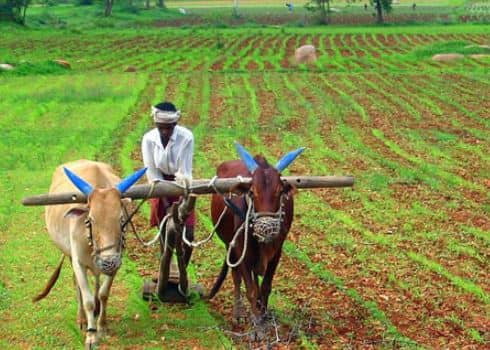 यावर्षी 3.25 टक्क्यांनी रब्बी हंगामात पेरणी वाढली आहे. यावर्षी 2021-22 वर्षाच्या कालावधीपेक्षा यावर्षी बियाणांची पेरणी ही 22.71 लाख हेक्टरने अधिक आहे.