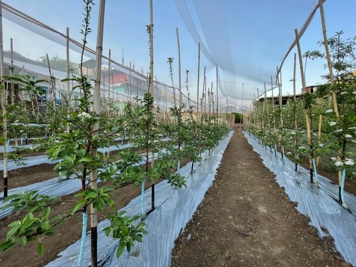 American Samuel Evans Stokes fill apple seeds in pen bring promote people to farming ann Shimla Apple: अमेरिका से पेन में भरकर लाए गए थे सेब के बीज, बेहद दिलचस्प है सेब बागवानी की कहानी!