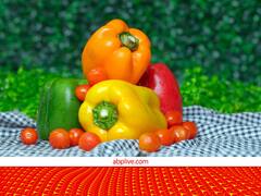 ऑफ सीजन में भी टमाटर-शिमला उगा लेता है ये किसान, इस आधुनिक तकनीक से मिल रहा बंपर उत्पादन