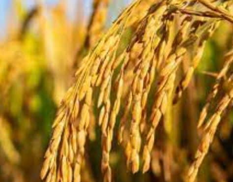 देशात आत्तापर्यंत 720 लाख हेक्टर क्षेत्रावर रब्बी हंगामातील पिकांची पेरणी झाली आहे. गहू, तांदूळ, कडधान्ये, तेलबिया आणि भरड तृणधान्याखालील क्षेत्रात वाढ झाली आहे.