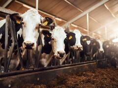 फार्मिंग के दौरान इस हाल में रहते हैं जानवर, एक नजर देखें ये Photos... आपको दया न आ जाए तो कहना