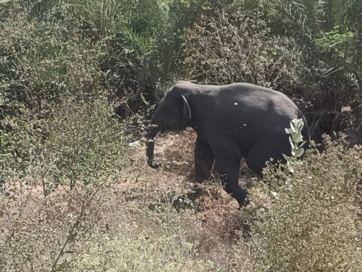 Injured Elephant killed 2 people 2 female injured by attack hospitalised Hazaribagh News: घायल हाथी ने मचाया हड़कंप, 2 लोगों की ली जान, दो महिलाओं को किया जख्मी