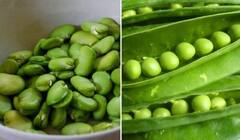 વેઇટ લોસ અને અનિંદ્રાની સમસ્યાની સાથે ચોળીના સેવનથી થાય છે આ ગજબ ફાયદા