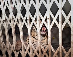 Ghaziabad: गाझियाबाद कोर्टात बिबट्या शिरला, सहा जणांवर हल्ला