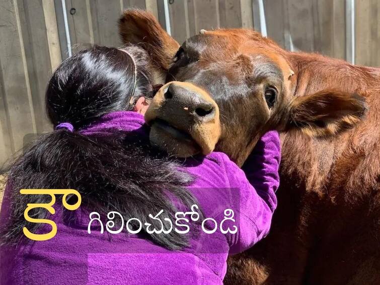 Cow hug day instead of Valentine’s days appeals Animal Welfare Board, check details Cow Hug Day: వాలెంటైన్స్ డే మన సంస్కృతి కాదు, కౌ హగ్‌ డే జరుపుకోండి - కేంద్రం ఉత్తర్వులు