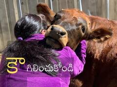 Cow Hug Day:  వాలెంటైన్స్ డే మన సంస్కృతి కాదు, కౌ హగ్‌ డే జరుపుకోండి - కేంద్రం ఉత్తర్వులు