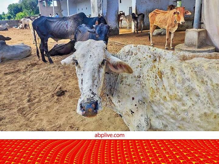 Door to door Animal vaccination campaign against lumpy skin disease in every village of Bihar till march 2023 Lumpy Disease: लंपी के खिलाफ नि:शुल्क टीकाकरण, होली तक इस राज्य में घर-घर जाकर पशुओं को लगाए जाएंगे टीके