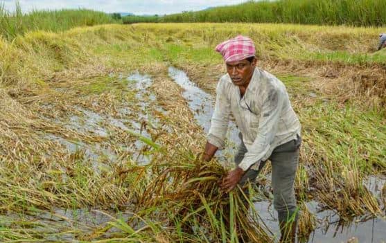 तेलंगणा आणि पश्चिम बंगालसारख्या राज्यांमध्ये तांदळाखालील क्षेत्रामध्ये सर्वाधिक वाढ दिसून आली आहे. त्याचबरोबर गव्हाच्या पेरणीखालील क्षेत्र 300 लाख हेक्टरपेक्षा जास्त झाले आहे.