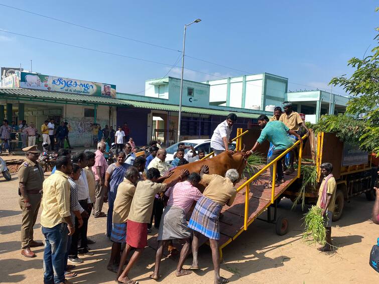 Thanjavur: mayor informed  action taken corporation number of cows roaming roads has decreased TNN மாநகராட்சி அதிரடி நடவடிக்கையால் சாலைகளில் சுற்றித்திரியும் மாடுகள் எண்ணிக்கை குறைந்தது - தஞ்சை மேயர்