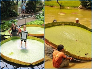 धरती पर पाया जाने वाला सबसे बड़ा पत्ता, Guinness World Records में दर्ज हुआ नाम