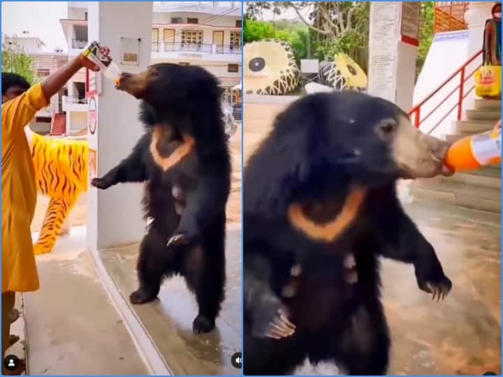 People are feeding juice to bear from their hands in temple Video: मंदिर में अचानक पहुंचा खतरनाक भालू, भक्तों ने पिलाई कोल्डड्रिंक और जूस