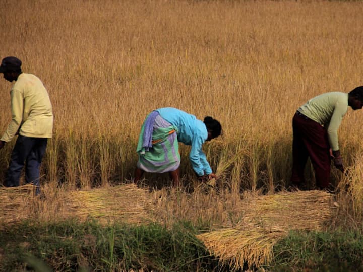 Farmers Need To Link Bank Account With Aadhaar By Feb 10 To Get Benefits Under PM Kisan Scheme All Details To Get PM Kisan Benefits, Farmers Need To Link Bank Account With Aadhaar By February 10: Report