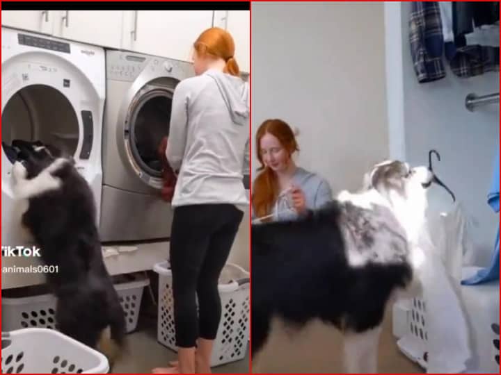 pet dog helping human mother with laundry cute animal viral video कपड़े धोने-सुखाने में अपनी इंसानी मां की मदद कर रहा है ये कुत्ता, दिल जीत लेगा Video