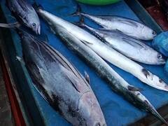 Fish Rate Hiked : मतलई वाऱ्यांमुळे कोकणातील मच्छिमारीला ब्रेक, माशांचे दर कडाडले!