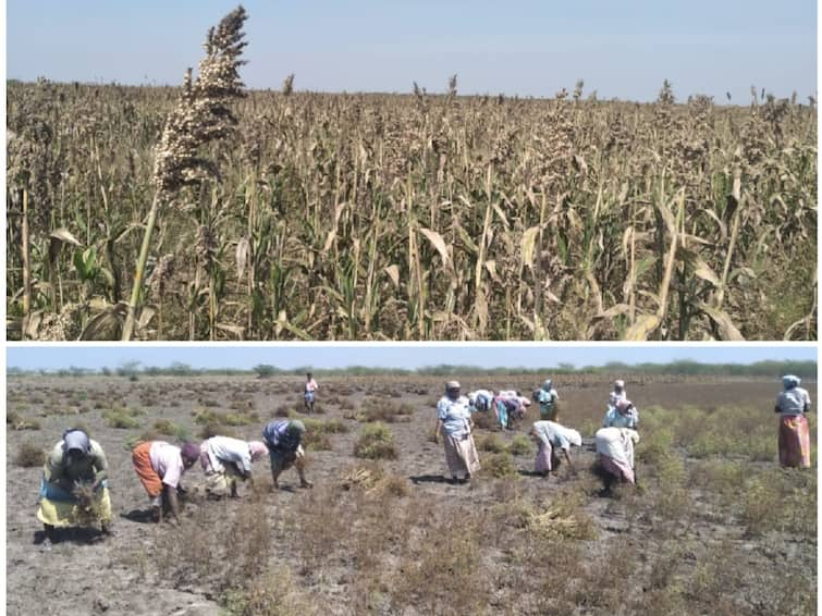 Thoothukudi: Incessant rains, damage to white corn and coriander crops Farmers demand compensation TNN தொடர் மழையால் வெள்ளைச் சோளம் கொத்தமல்லி பயிர்கள் பாதிப்பு - இழப்பீடு வழங்க விவசாயிகள் கோரிக்கை