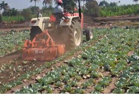 कोबीला (Cabbage) चांगला बाजारभाव (Market Price) मिळत नसल्यामुळं पिकावर रोटावेटर फिरवण्याची वेळ शेतकऱ्यांवर  आली आहे.