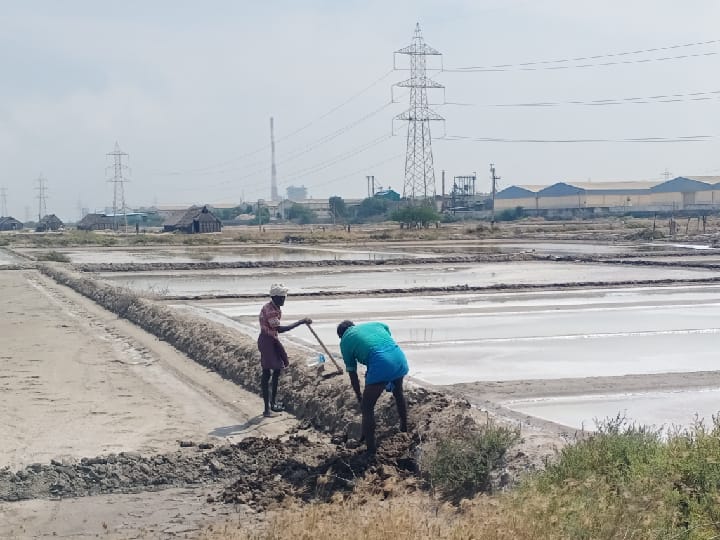 தூத்துக்குடியில் நடப்பாண்டு உப்பு உற்பத்திக்கான பணிகள் தீவிரம் - மழை குறுக்கீட்டால் புது உப்பு வரவு தாமதம்