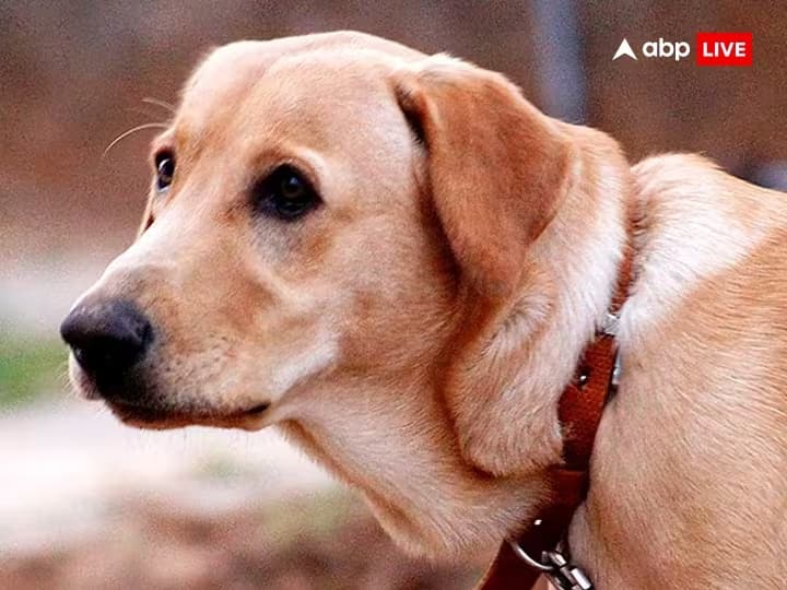 UK Village Dog: पटाखे फोड़ने की वजह से डरा कुता, आया हार्ट अटैक और हो गई मौत