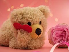 Teddy Day : ਇਨ੍ਹਾਂ ਵੈੱਬਸਾਈਟਾਂ 'ਤੇ ਮਿਲ ਰਹੇ ਹਨ ਸਸਤੇ ਅਤੇ ਪਿਆਰੇ ਟੈਡੀ, ਅੱਜ ਹੀ ਹੋ ਜਾਵੇਗੀ ਡਿਲੀਵਰੀ