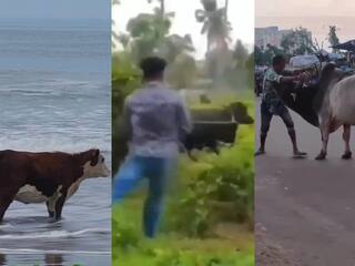 Cow Hug Day: காதலர் தினத்தில் பசுவுடன் ரொமான்ஸா.... பசு அணைப்பு தினம் கோரிக்கையை ட்ரோல் செய்து தள்ளும் நெட்டிசன்கள்!