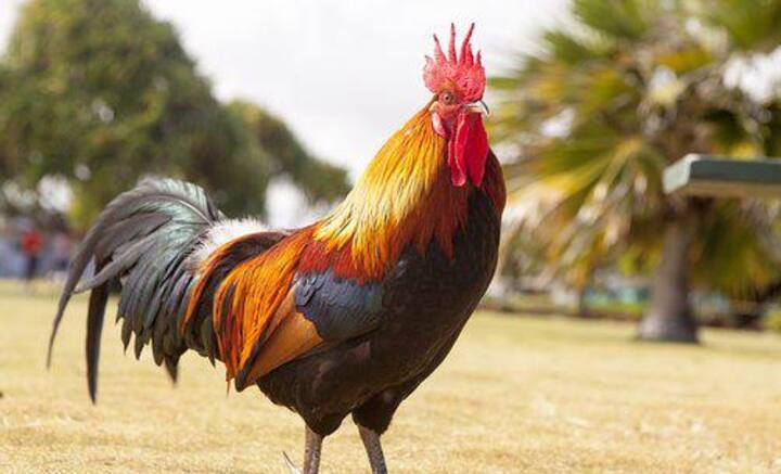 তবে বিবর্তনের ইতিহাস মোটেই সোজাসাপটা নয়। আজ থেকে হাজার হাজার বছর আগে, ভারত এবং ওশিয়ানিয়ায় মুরগি প্রতিপালনের চল ছিল। বিবর্তনের পরও মুরগি এবং বনমোরগের মধ্যে সঙ্গম ঘটে। তার পর ধাপে ধাপে স্বতন্ত্র প্রজাতি হিসেবে আজকের মুরগির আবির্ভাব। তাই কোন মুরগি আদি, তা নিয়েও ধন্দ রয়েছে বইকি।