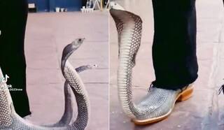 Viral Video: ਕਿੰਗ ਕੋਬਰਾ ਵਾਲੀਆਂ ਜੁੱਤੀਆਂ ਪਾ ਕੇ ਬਾਹਰ ਆਇਆ ਵਿਅਕਤੀ! ਫਨ ਫੈਲਾ ਕੇ ਖੜ੍ਹੇ ਸਨ ਦੋਵੇਂ ਸੱਪ, ਦੇਖ ਕੇ ਹੈਰਾਨ ਰਹਿ ਗਏ ਲੋਕ