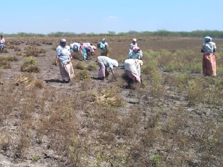 தொடர் மழையால் வெள்ளைச் சோளம் கொத்தமல்லி பயிர்கள் பாதிப்பு - இழப்பீடு வழங்க விவசாயிகள் கோரிக்கை