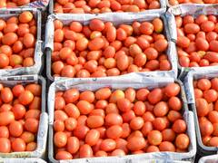 सब्जियों के बंपर उत्पादन के बाद भी क्यों मायूस हैं झारखंड के किसान? जानें वजह