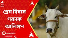 ভ্যালেন্টাইনস ডে-তে জড়িয়ে ধরুন গরুকে! কেন্দ্রের নির্দেশিকায় বিতর্কের ঝড়