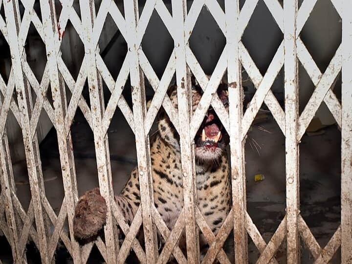 यूपी: गाजियाबाद कोर्ट परिसर में अचानक घुसा तेंदुआ, 6 लोगों को किया घायल, दो की हालत गंभीर यूपी: गाजियाबाद कोर्ट परिसर में अचानक घुसा तेंदुआ, 6 लोगों को किया घायल, दो की हालत गंभीर
