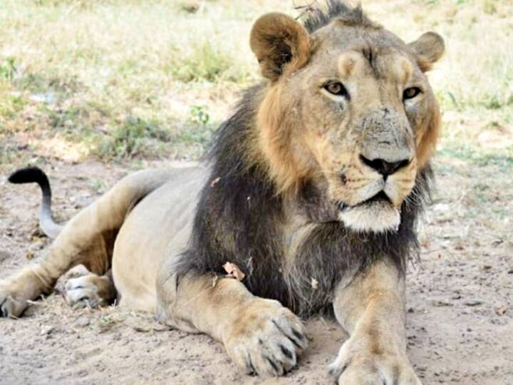 Jodhpur lion GS and Jaipur lioness Tara will do family planning in Valentine week in Jaipur ANN Valentine Week पर जयपुर की तारा को मिला जोधपुर के जीएस का साथ, बढ़ेगा दोनों के बीच प्यार